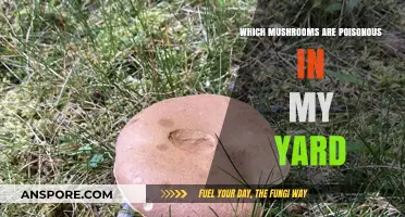 Identifying Deadly Mushrooms Growing in Your Backyard: A Safety Guide