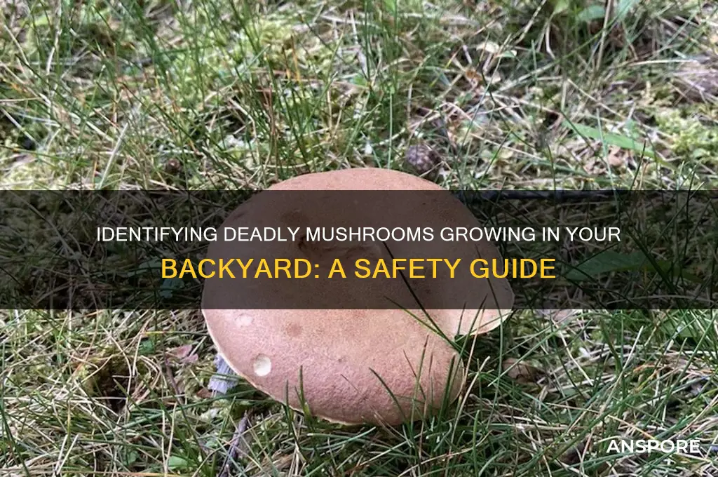 which mushrooms are poisonous in my yard