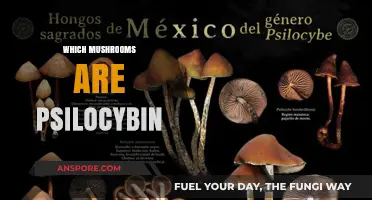 Discover the Magic of Psilocybin Mushrooms