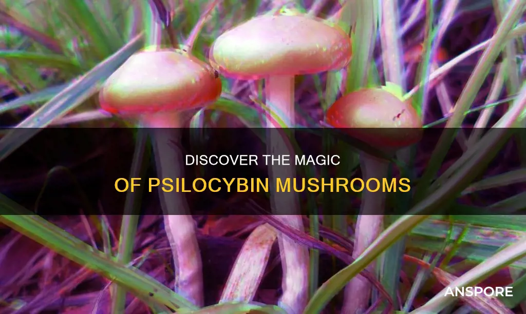 which mushrooms are psilocybin