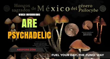 Psychedelic Mushroom Varieties: A Guide to Trippy 'Shrooms