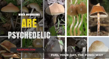 Psychedelic Mushroom Varieties: A Guide to Hallucinogenic Fungi