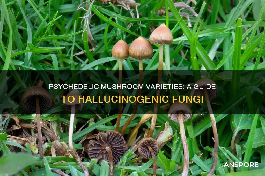 which mushrooms are psychedelic