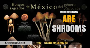 Magic Mushrooms: Identifying the Hallucinogenic Varieties