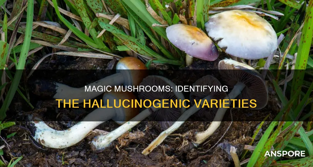 which mushrooms are shrooms