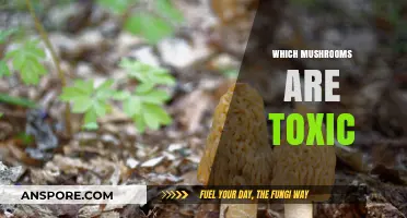 Toxic Mushrooms: Know Your Poisonous Fungi