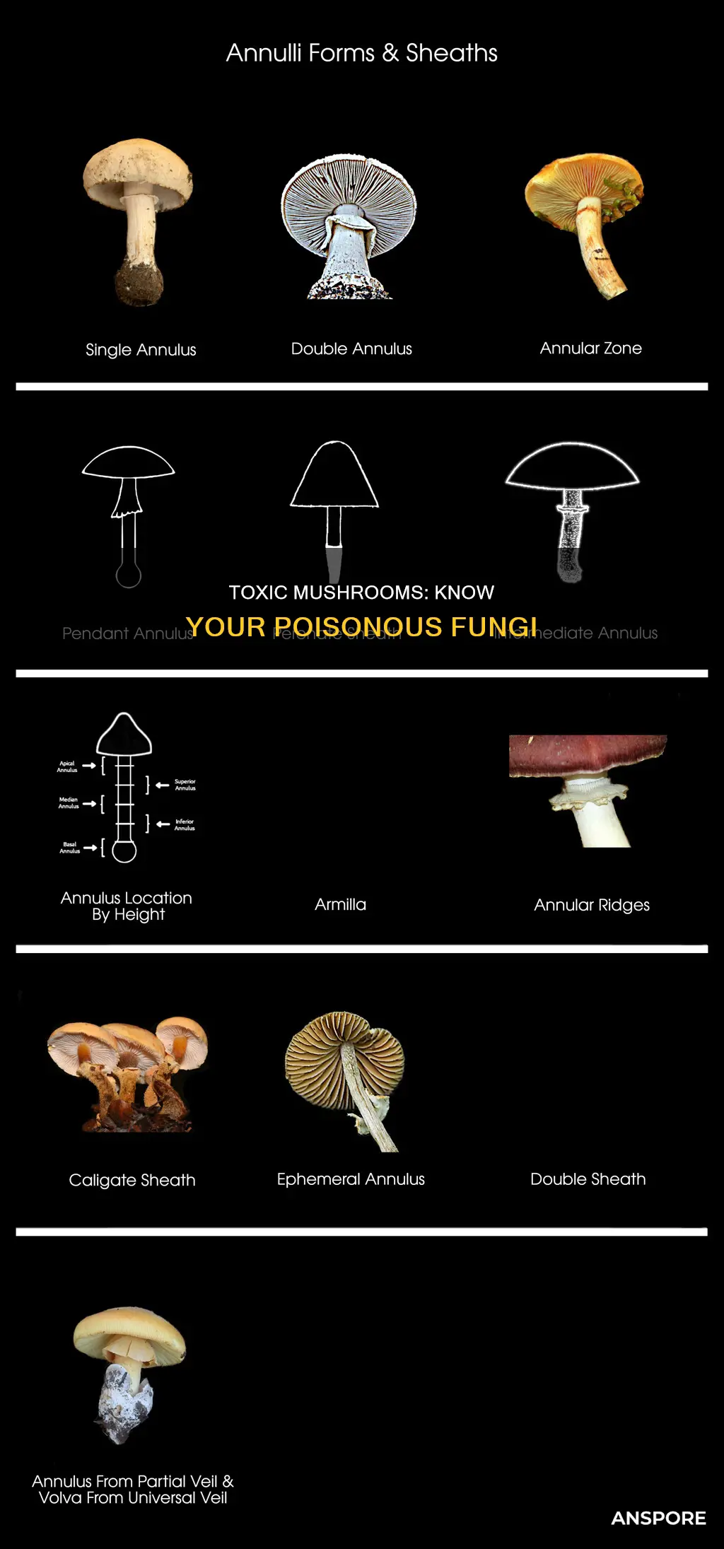 which mushrooms are toxic