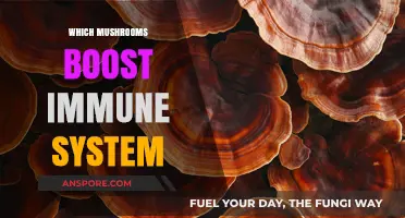 Mushroom Power: Natural Immunity Boosting Varieties