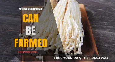 Profitable Mushroom Farming: Top Cultivatable Varieties for Home and Commercial Growers