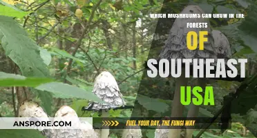 Exploring Southeast USA Forests: Discovering Native Mushroom Varieties