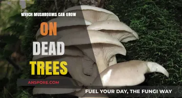 Mushrooms on Dead Trees: Identifying Species That Thrive on Fallen Timber