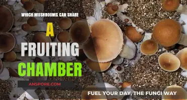 Mushroom Fruiting Chamber Compatibility: Which Species Can Coexist?