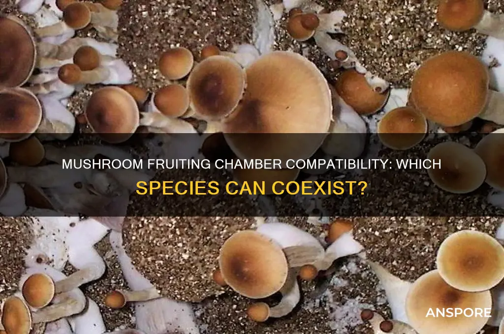 which mushrooms can share a fruiting chamber