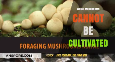Mushrooms That Refuse Cultivation: A Mystery