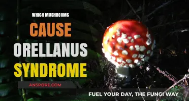 Mushroom Toxins: Which Varieties Cause Orellanus Syndrome?