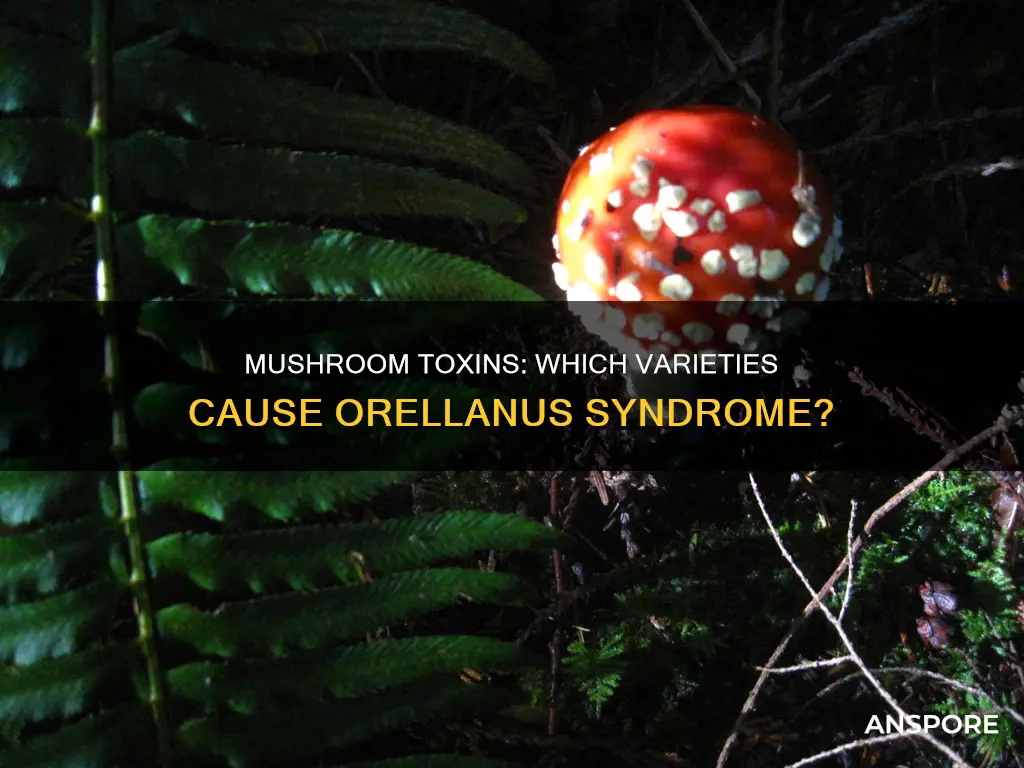 which mushrooms cause orellanus syndrome