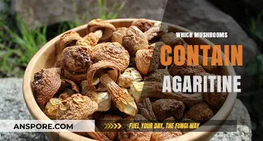 Mushroom Mystery: Agaritine-Containing Fungi Explored