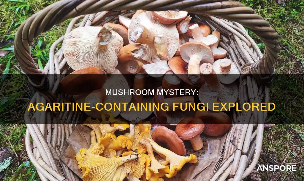 which mushrooms contain agaritine