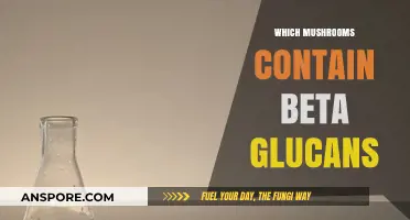 Mushroom Beta-Glucans: Which Varieties Are Richest in This Nutrient?