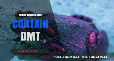 Mushroom Varieties: Discovering the DMT-Containing Fungi