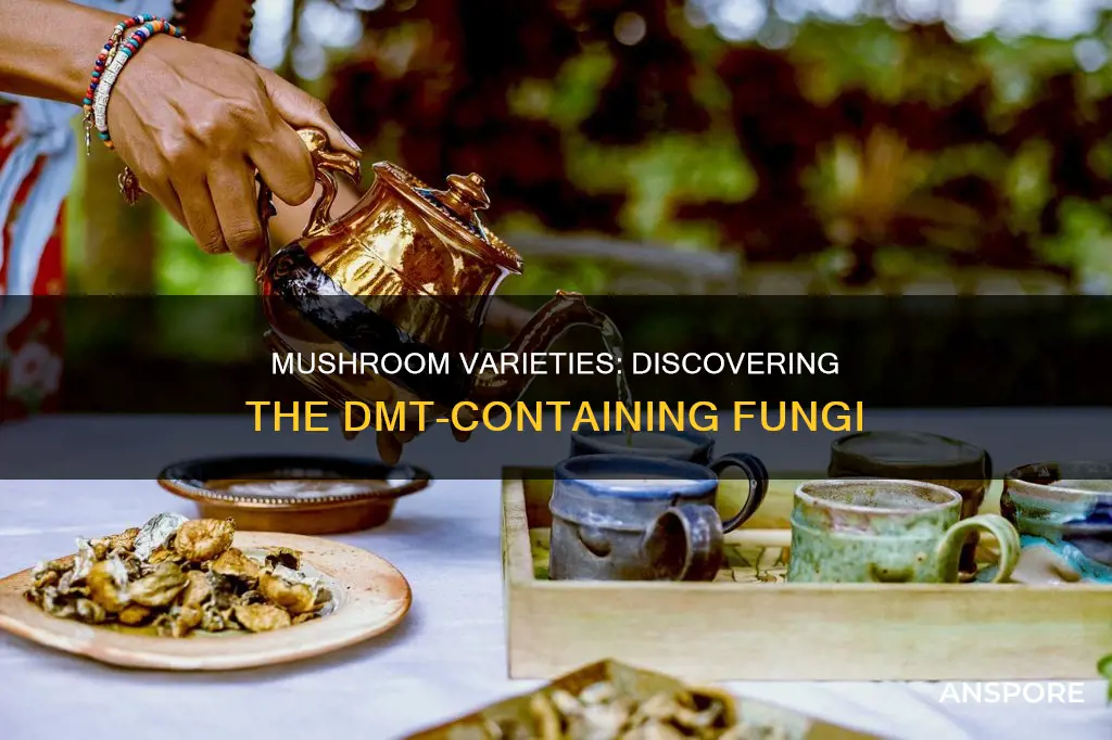 which mushrooms contain dmt