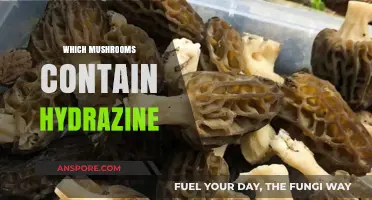 Mushroom Mystery: Hydrazine-Containing Fungi