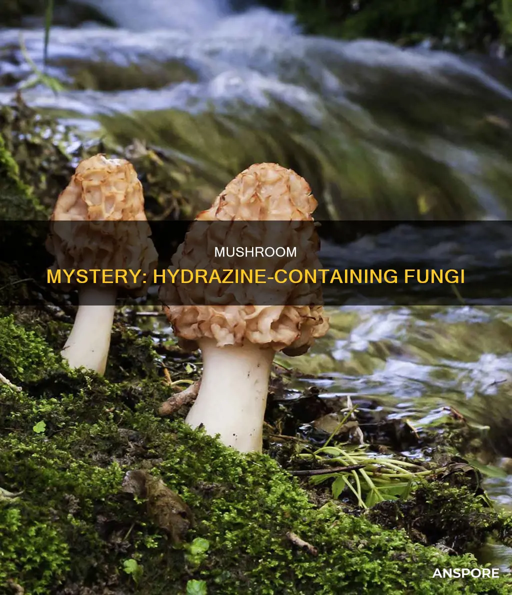 which mushrooms contain hydrazine