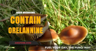 Mushroom Alert: Orellanine-Containing Varieties to Avoid
