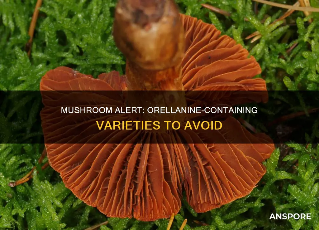 which mushrooms contain orelannine