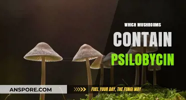 Magic Mushrooms: Identifying Psilocybin-Containing Fungi
