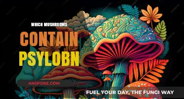 Psychedelic Mushrooms: Which Species Contain Psilocybin?