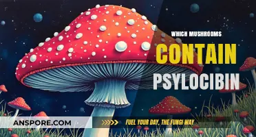 Magic Mushrooms: Identifying the Psilocybin-Containing Varieties