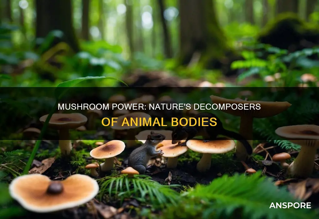 which mushrooms decompose animals