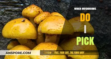 Foraging Mushrooms: Which Ones to Pick?