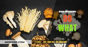 Mushroom Power: Identifying Nature's Superfoods