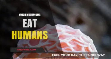 Human-Eating Mushrooms: Unveiling the Carnivorous Fungi Phenomenon