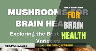 Mushroom Varieties to Boost Your Brain Health