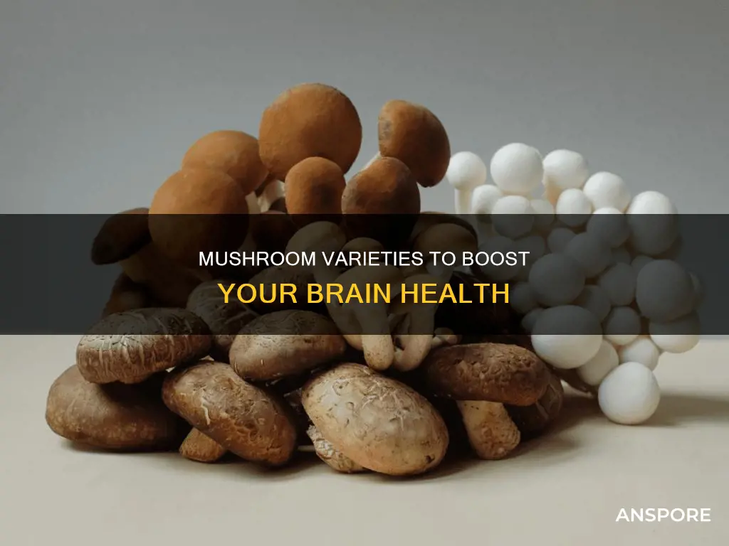 which mushrooms for brain health