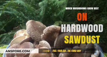 Best Mushrooms for Hardwood Sawdust: Top Varieties to Cultivate