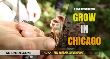 Discovering Chicago's Wild Mushrooms: A Guide to Local Fungal Finds