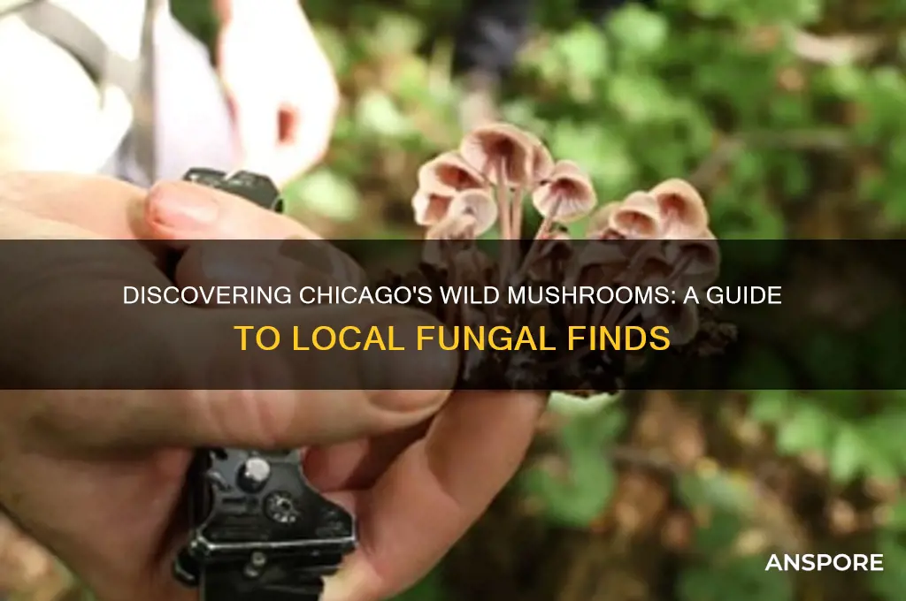 which mushrooms grow in chicago