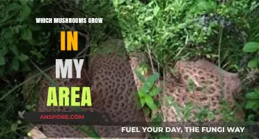 Discovering Local Mushrooms: A Guide to Species in Your Area