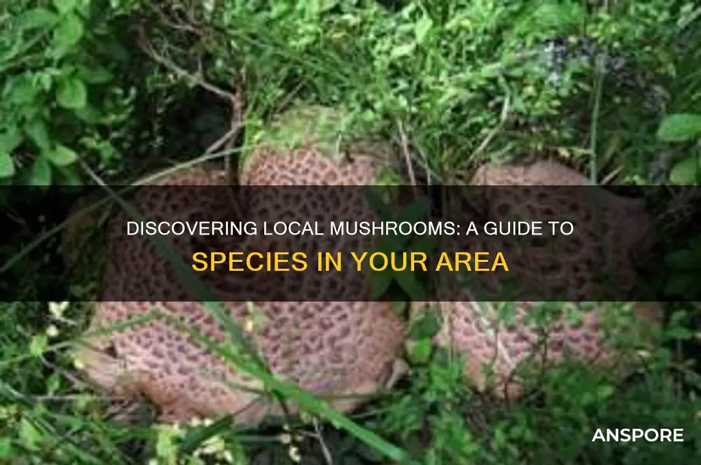 which mushrooms grow in my area