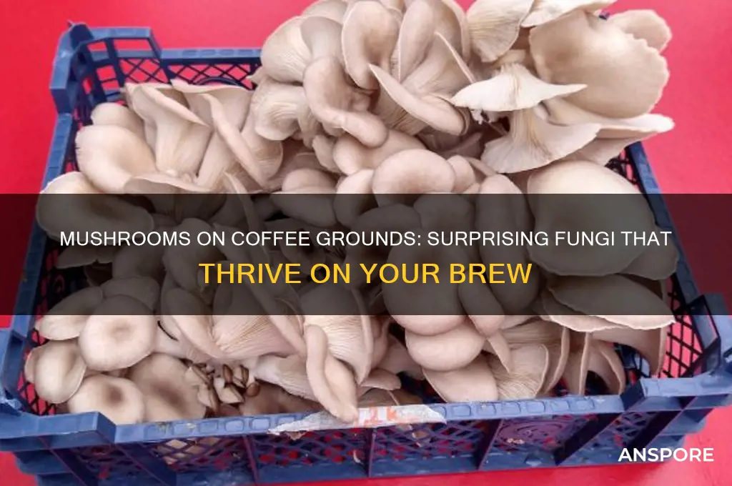 which mushrooms grow on coffee grounds