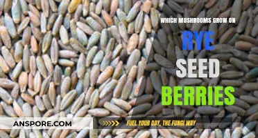 Rye Seed Berries: Unveiling the Mushrooms That Thrive on This Unique Substrate