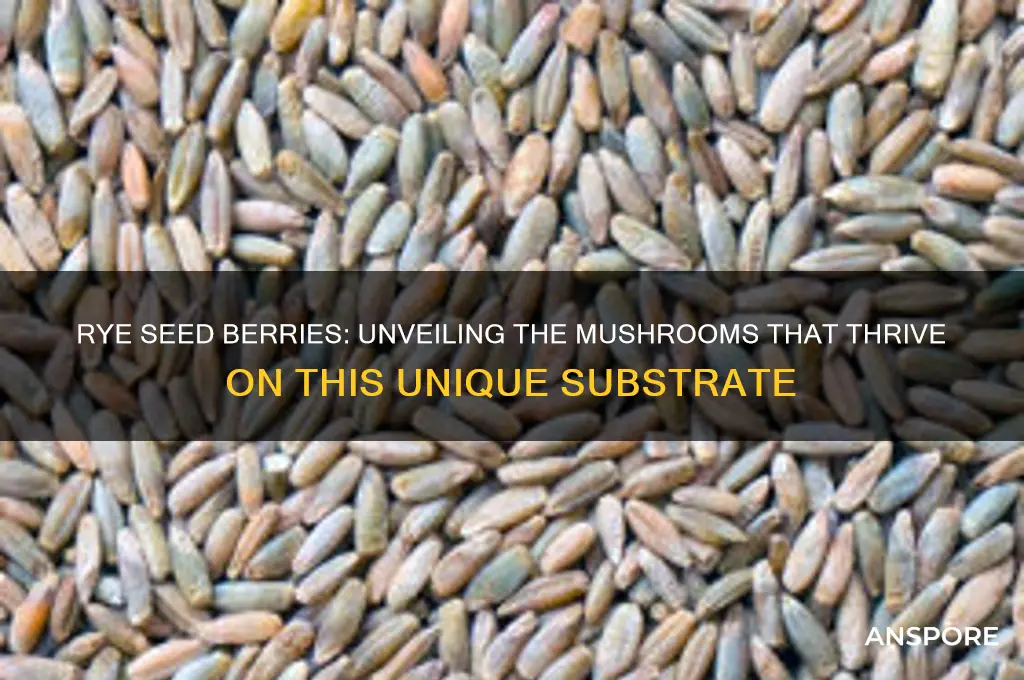 which mushrooms grow on rye seed berries