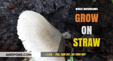 Mushrooms on Straw: Discover Varieties Thriving on Agricultural Waste