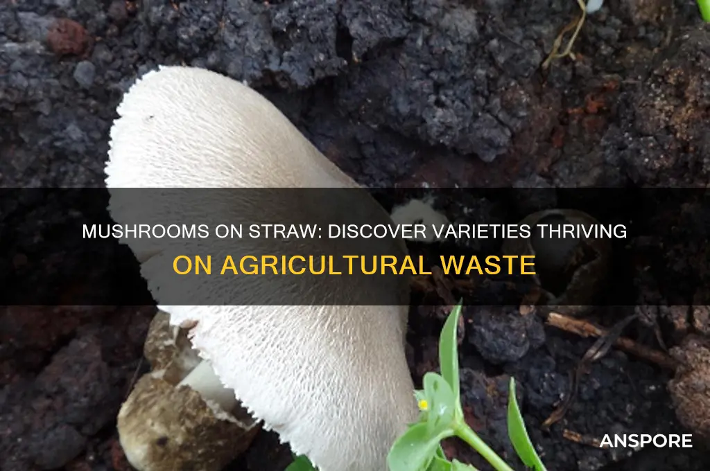 which mushrooms grow on straw