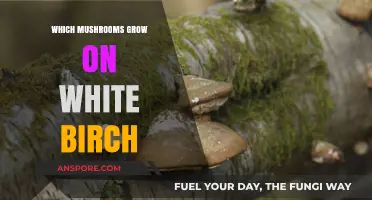 Discovering Mushrooms That Thrive on White Birch Trees: A Guide