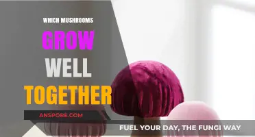 Companion Mushroom Cultivation: Ideal Fungi Pairs for Thriving Co-Growth
